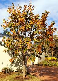 Image result for Pterocarpus lucens