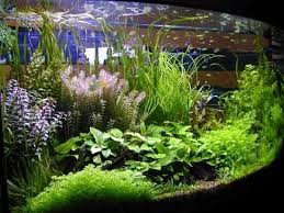 Aquarium Aquascaping Dewa Ikan Cara Membuat Aquarium Air Tawar Aquarium Air Tawar Air Tawar Aquarium