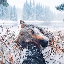 32 Stunning Phone Wallpaper For People And Animals Page 18 Of 32 Veguci Animals Beautiful Dog Lovers Animals