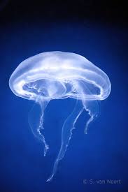 Moon Jellyfish By Sabbie89 On Deviantart Jellyfish Jellyfish Painting Underwater Creatures
