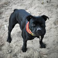 Image result for bulteriér