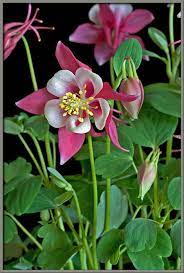 Mic Uk A Close Up View Of The Columbine