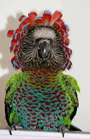 Bird With No Feathers On Neck The Colourful Red Fan Parrot Has Elongated Neck Feathers Which It Can Erect Forming A Spectacular Mane Around Its Head It S Th Pet Birds Birds Beautiful Birds
