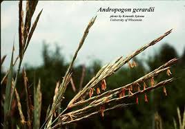 Image result for Andropogon lima