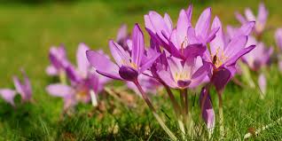 Pflanzen und tiere in deutschland. Herbstzeitlose Gift Medizin Und Geschichte Heilpraxis