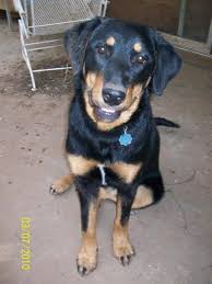 It takes a while for german shepherds to warm up to someone new, but once they do, they remain very loyal. Dog For Adoption Molly A Rottweiler Australian Shepherd Mix In Norman Ok Petfinder
