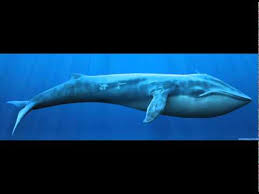 Whale Sound Effect Hd Youtube