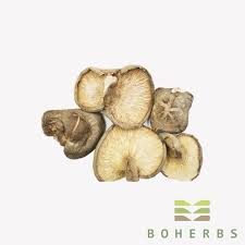 Check spelling or type a new query. Kering Shiitake Mushroom Harga Yang Rendah Kering Shiitake Mushroom Pembelian