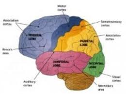 Exploring Brain Differences Male V Female exploring brain differences male v female