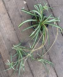 Image result for Chlorophytum