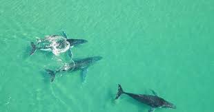 Noosa North Shore Beach Campground Noosa Holiday Parks North Shore Beaches Shores Beach North Shore