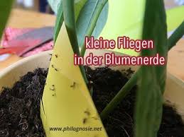 Kleine Fliegen In Der Blumenerde Bekampfen Trauermucken Fliegen In Blumenerde Blumenerde Trauermucken
