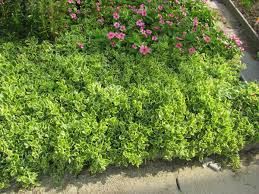 Our south africa flowers catalog has been curated by best local south africa florist say sorry and express your love with flowers to her with our online flower delivery service on the same day. A List Of Drought Tolerant Or Xerophytic Plants For Xeriscaping In South Africa Plantinfo