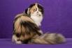 Highland Fold | International Cat Care