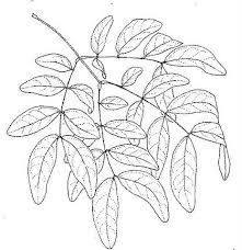 Image result for Albizia glaberrima