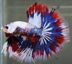Female bettas may do all right together, but male bettas should not be avoid putting bettas with goldfish, as goldfish need much cooler water than bettas. The Most Beautiful Betta Fish In The World Is So Good Looking He S The King Of The Sea