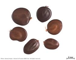 Image result for Eriosema scioanum