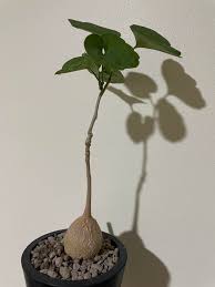 Image result for Pyrenacantha