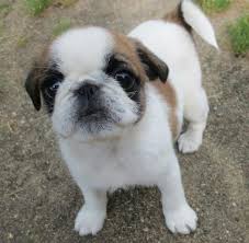 Small, and light built, with a stocky conformation and hairy appearance as the jack russell terrier; 10 Of The Most Peculiar But Absolutely Gorgeous Pug Mixes You Need To See