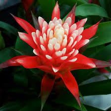 Image result for Thomandersia