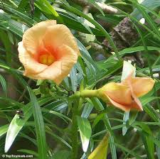 Image result for Cascabela thevetia