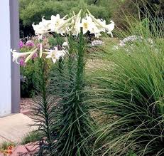 Maybe you would like to learn more about one of these? Adaptable Philippine Lily Is A Great Low Maintenance Pass Along Plant Lifestyle Tylerpaper Com Growing Lilies Plants Moon Garden