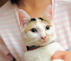The advanced pet care of oakland app have the feature of tracking using geolocation and making a route for the track and can save it for future reference, it also shows average speed, distance and time. Pet Boarding In Webster Tx Advanced Pet Care Of Clear Lake