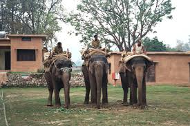 Mahout) ist der führer und oftmals eigentümer eines arbeits elefanten. Mahut Wikipedia