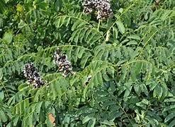 Image result for Dalbergia nitidula