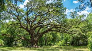 Why Won'T My Dark Oak Tree Grow : R/Minecraft