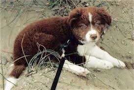 Maybe you would like to learn more about one of these? The Puppy Vs The Adult Dog 2