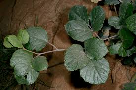 Image result for Rhoicissus revoilii