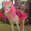 We provide farm animals to your children's birthday party, your. 1