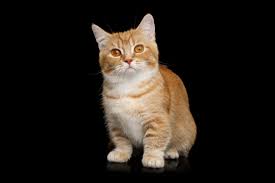 Maybe you would like to learn more about one of these? Die Kleinste Katze Der Welt Munchkin Katzen Co Auf Tierischehelden