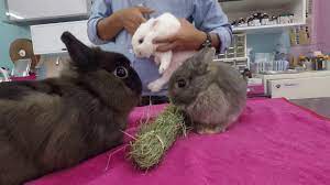 Maybe you would like to learn more about one of these? à¸à¸£à¸°à¸• à¸²à¸¢à¸ªà¸²à¸¢à¸ž à¸™à¸˜ Nd à¸Ÿà¸²à¸£ à¸¡ Rabbit2you Youtube