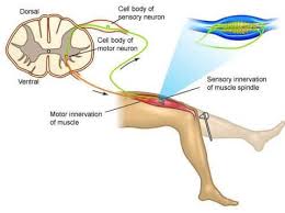 Makalah lengkung refleks / makalah fisiologi refleks muntah rio.docx suatu lengkung refleks (penghantar refleks) membutuhkan neuron sensorik ( aferen)dan neuron motoric (eferen). Gerak Refleks Pengertian Jenis Mekasinme Dan Prosesnya