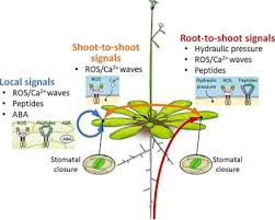 Usefulness of inhaled magnesium sulfate in the coadjuvant management of severe asthma crisis in an emergency department. Frontiers Drought Stress Responses And Resistance In Plants From Cellular Responses To Long Distance Intercellular Communication Plant Science