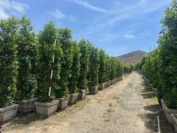 Image result for Ficus conraui