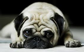 Cute Pug Wallpapers Top Free Cute Pug Backgrounds Wallpaperaccess We have a massive amount of desktop and mobile backgrounds. cute pug wallpapers top free cute pug