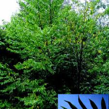 Image result for Trema sp A