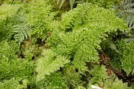 Image result for Hymenophyllaceae