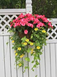 Pin On Begonias