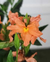 Image result for Crossandra fruticulosa