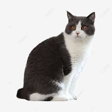 Gato Britanico De Pelo Corto Blanco Y Negro Png Animal British Shorthair Negro Png Imagen Para Descarga Gratuita Pngtree