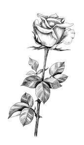 Top 60 Long Stem Roses Drawings Roses Drawing Flower Outline Tattoo Flower Drawing