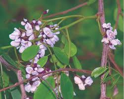 Image result for Laurembergia