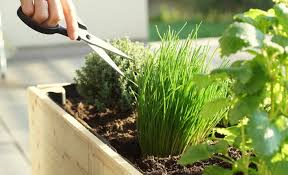 We did not find results for: Mon Potager D Interieur Les Aromates A Cultiver Notre Avis