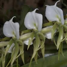 Image result for Angraecum moandense