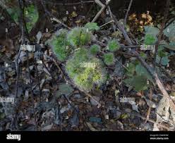 Image result for Girardinia diversifolia