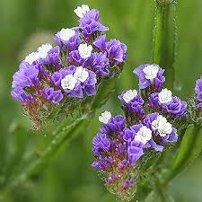 Image result for Limeum viscosum